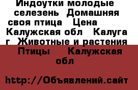 Индоутки молодые, селезень. Домашняя своя птица › Цена ­ 850 - Калужская обл., Калуга г. Животные и растения » Птицы   . Калужская обл.